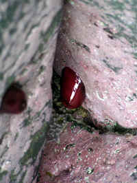 20041009PICT0052.jpg (103434 oCg)