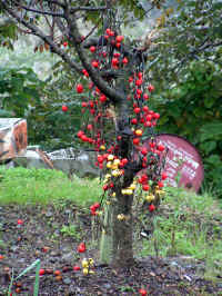 20041112PICT0003.jpg (172640 oCg)