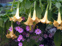 20041112PICT0051.jpg (165242 oCg)