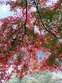 20041112PICT0056.jpg (214088 oCg)