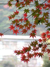 20041112PICT0058.jpg (120137 oCg)