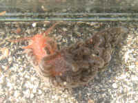 20041113photo PICT0013.jpg (175778 oCg)