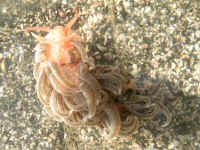 20041113photo PICT0019.jpg (180855 oCg)