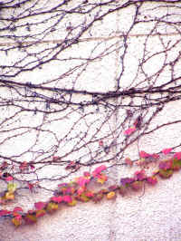 20041123PICT0065.jpg (182778 oCg)