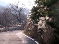 20041126PICT0054.jpg (188854 oCg)