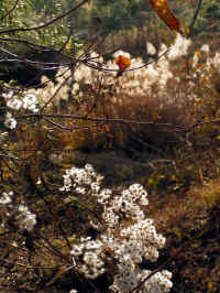 20041126PICT0066.jpg (145372 oCg)