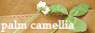 palm camellia l