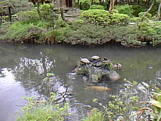 亀は何を考えている?